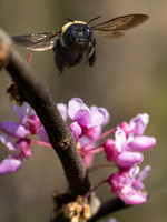 Bumble Bee