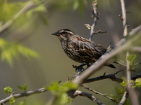 Red Winged Blackbird, Female_