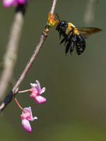 Bumble Bee