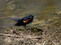 Red Winged Blackbird, Male_