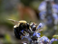 Bumble Bee