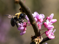 Bumble Bee
