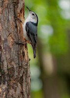 White Breasted Nuthatch