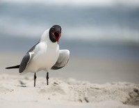 Laughing Gull-1