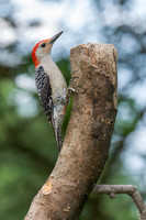 Red Bellied Woodpecker-0732