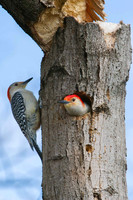 Birds-0440