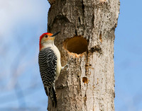 Red Bellied Woodpecker
