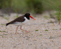 Oystercatcher-1