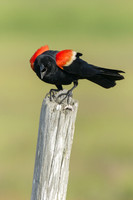 Red-winged Blackbird-6221