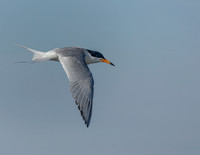 Tern - 6008