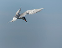 Royal Tern-5945