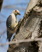 Red Bellied Woodpecker