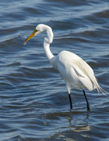Great Egret-5756