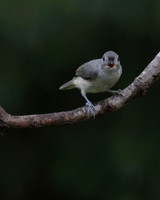 Titmouse