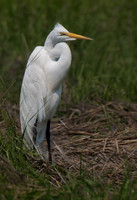Great Egret-0468