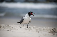 laughing Gull-3778