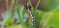 Butterfly, caterpillar, Monarch-9067