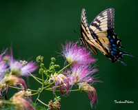 Butterfly, Eastern Tiger Swallowtail-4552