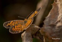 Butterfly, Pearl Crescent-2