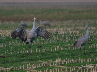 Sandhill Crane-128