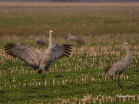 Sandhill Crane-129