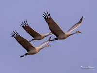 Sandhill Crane-276