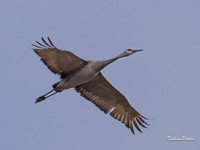Sandhill Crane-159