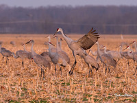 Sandhill Crane-501