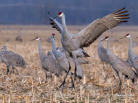 Sandhill Crane-524