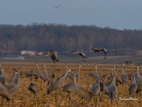 Sandhill Crane-626