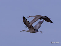 Sandhill Crane-1193
