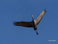 Sandhill Crane-2034