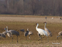 Whooping Crane-1479