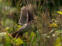 Blackbird, Redwing female