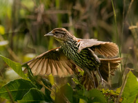 Blackbird, Redwing female