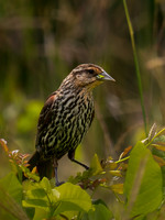 Blackbird, Redwing female