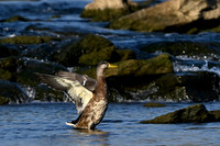 Mallards 2024-08-27 FOTH-1
