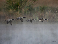 Canada Geese-