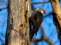 Pileated Woodpecker-