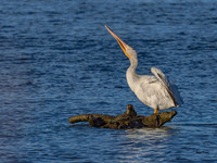 White Pelican--2