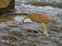 Bittern w fish-