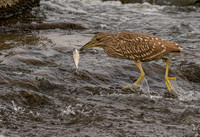 Bittern w fish- 4