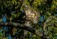 Coopers Hawk