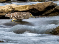Bittern- 2