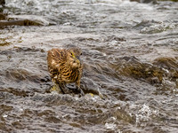 Bittern-
