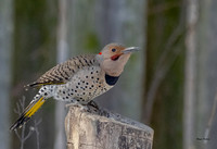 Northern Flicker-