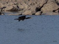 Cormorant