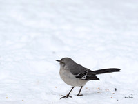 Northern Mockingbird on ground-