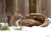 Small Mammals