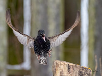 Starling, European in flight-